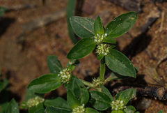 Edrastima goreensis