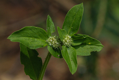 Edrastima goreensis