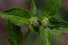 Edrastima goreensis
