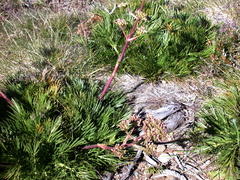 Aciphylla glacialis
