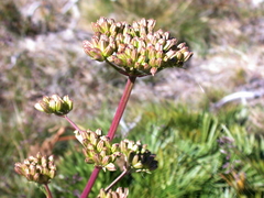 Aciphylla glacialis