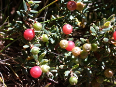 Acrothamnus maccraei