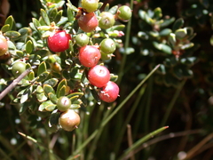 Acrothamnus maccraei