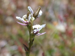 Prasophyllum suttonii