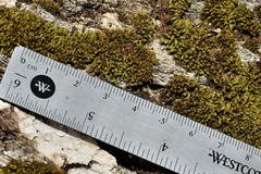 Zygodon viridissimus