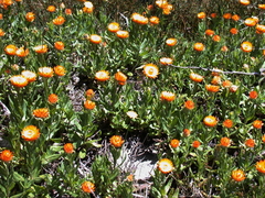 Xerochrysum subundulatum