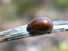 Paropsisterna nucea