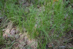 Carex amgunensis