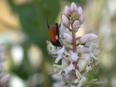 Phyllotocus rufipennis