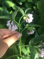 Symphytum × uplandicum