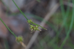 Carex amgunensis