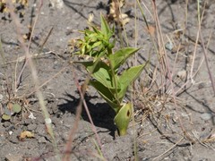 Epipactis phyllanthes