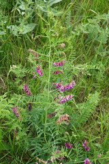 Vicia megalotropis