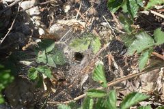 Agelena labyrinthica