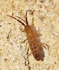 Orchesella multifasciata