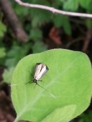 Adelidae