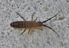 Orchesella multifasciata