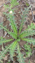 Cirsium acaule