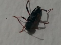 Neoclytus araneiformis