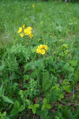Crepis praemorsa