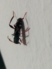 Neoclytus araneiformis