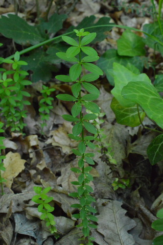 Cruciata glabra (Cruciata glabra)