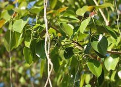Ficus amplissima