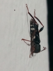 Neoclytus araneiformis