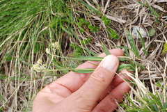 Luzula lutea