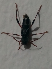 Neoclytus araneiformis