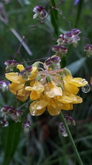Coronilla coronata