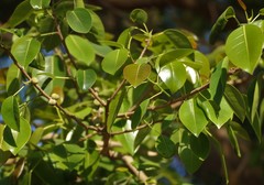 Ficus amplissima
