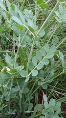 Coronilla coronata