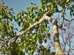 Ficus amplissima