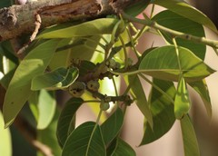 Ficus amplissima