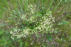 Eremogone longifolia