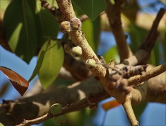 Ficus amplissima