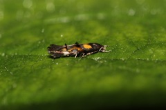 Mompha raschkiella