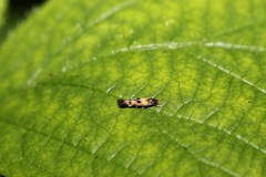 Mompha raschkiella