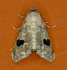 Abablemma duomaculata