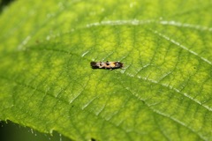 Mompha raschkiella