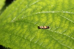 Mompha raschkiella