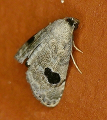 Abablemma duomaculata