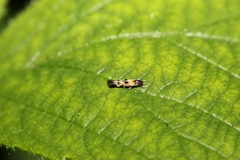 Mompha raschkiella