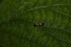 Mompha raschkiella