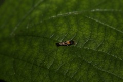 Mompha raschkiella