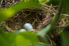 Turdus merula aterrimus