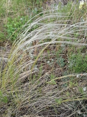 Stipa zalesskyi