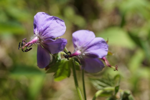 Asiatic crane's-bill