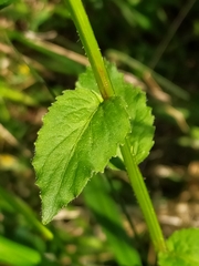 Campanula rhomboidalis